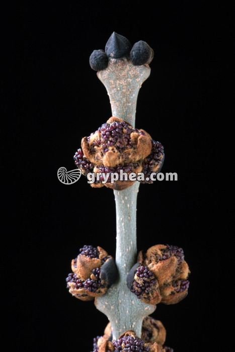 Frêne (Fraxinus excelsior) - bourgeons floraux en débourrement - gryphea.com